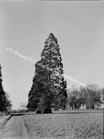 LARGE TREE IN ESTATE